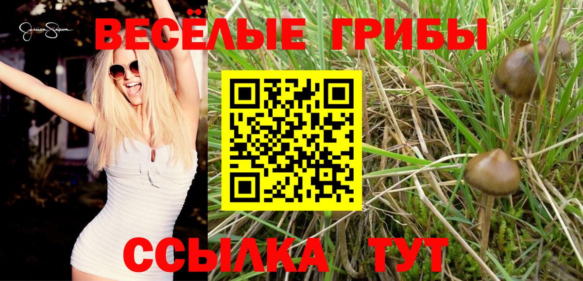 Псилоцибиновые грибы Cubensis Усинск